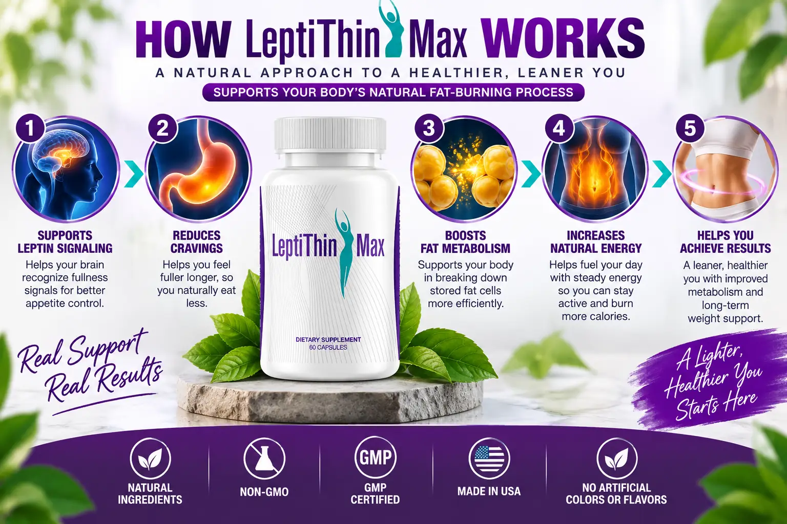 Leptithin Max how it works visual